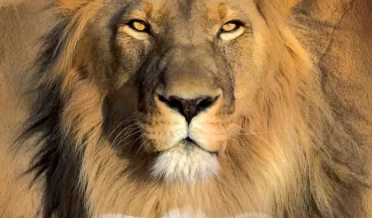 ГОТОВОЕ СПАСЕНИЕ